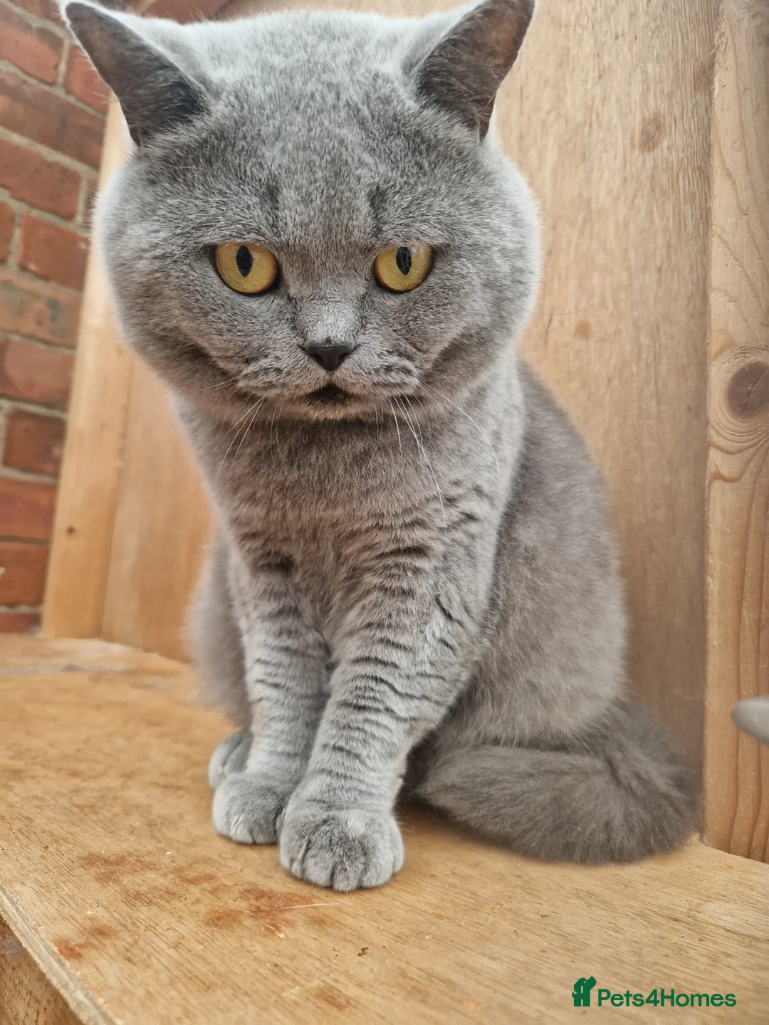 British Shorthair cats for sale: TICA BLUE SHORTHAIR BOY - Advert 2