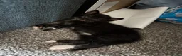 Mixed Breed cats for sale: Tuxedo kittens - 1 male 1 female  - Advert 4