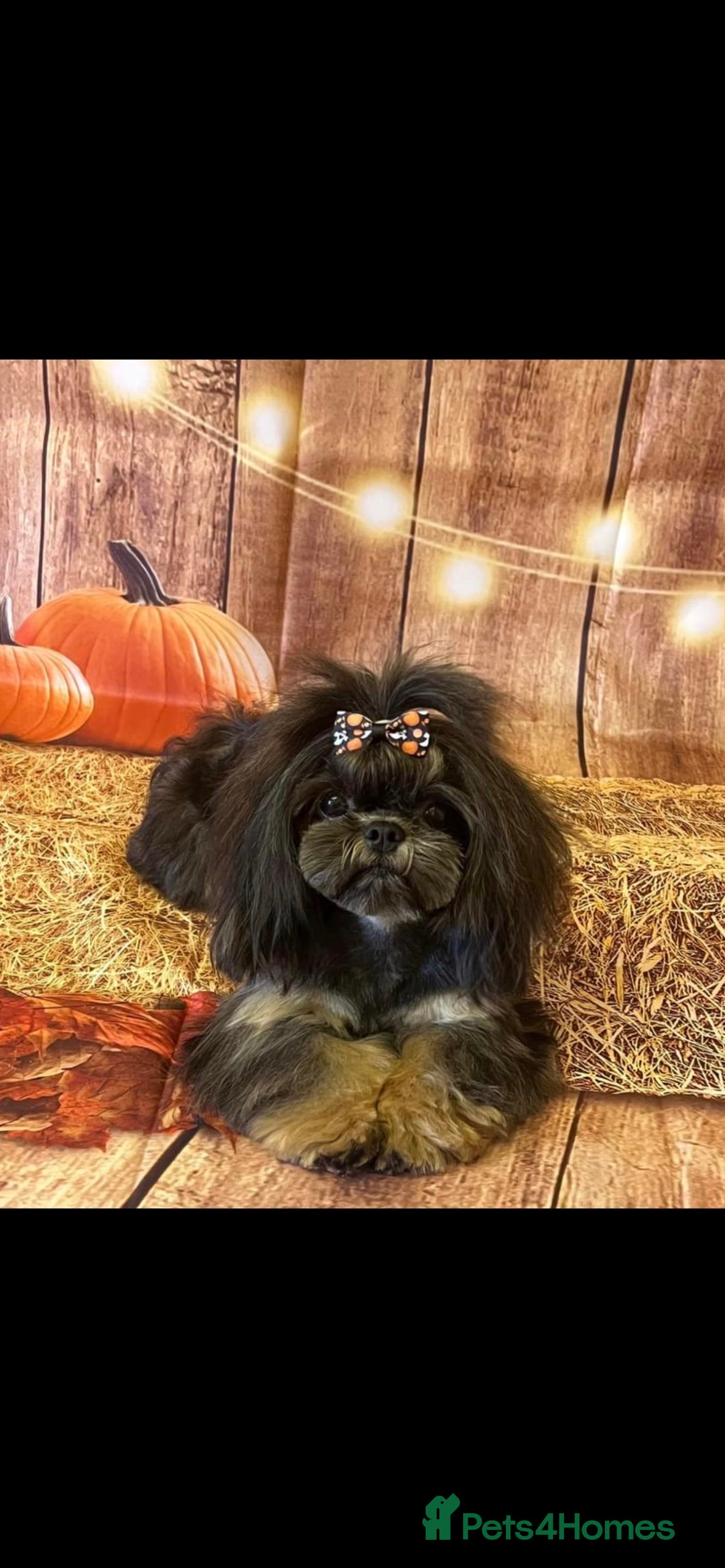 Shih Tzu dogs Stunning Black and Tan Philippines stud in Doncaster - Advert 6