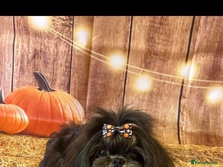 Shih Tzu dogs in Doncaster - Advert 2