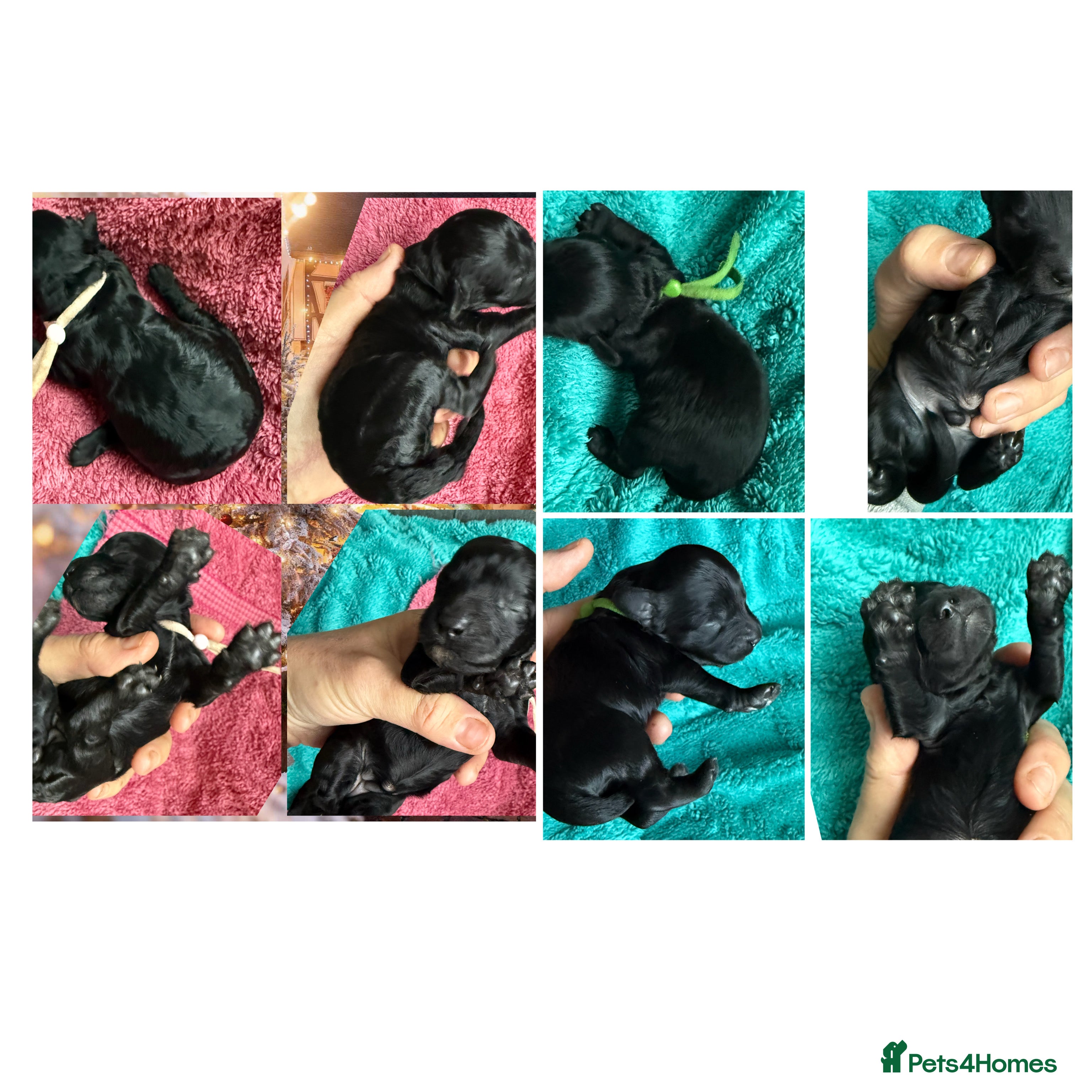 Cockapoo dogs F1b Cockapoo puppies 1M 1F remaining - Advert 1