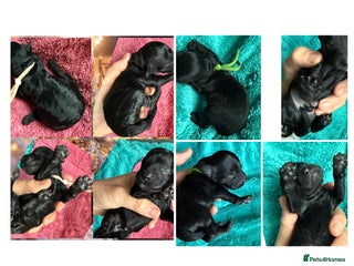 Cockapoo dogs F1b Cockapoo puppies 1M 1F remaining - Advert 1