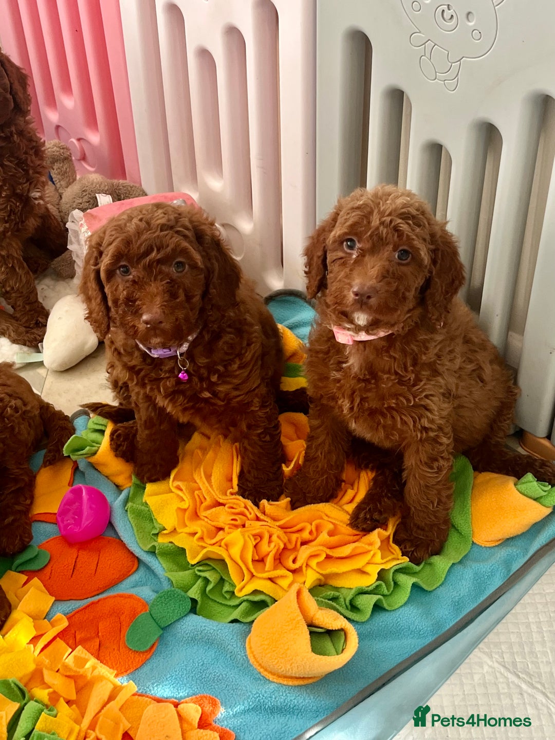 Goldendoodle dogs for sale: multigenerational Australian Golden doubledoodles - Advert 17