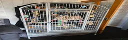 Parrots birds for sale: 11 month african grey - Advert 3