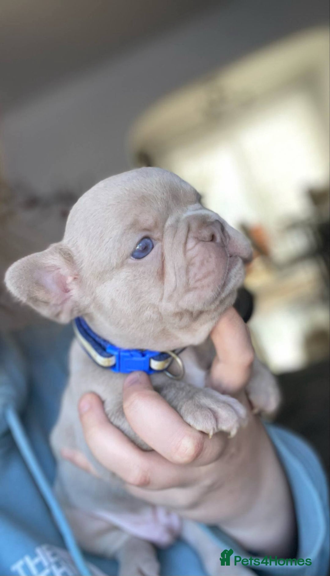 French Bulldog dogs for sale: LAST Girl KC  French Buldog in Crewe - Image 25