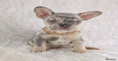 French Bulldog dogs - Advert 7