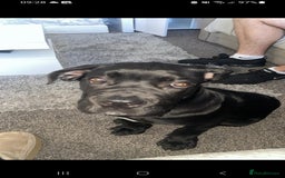 Cane Corso dogs for sale:  Gorgeous boy Cane corso  - Image 1