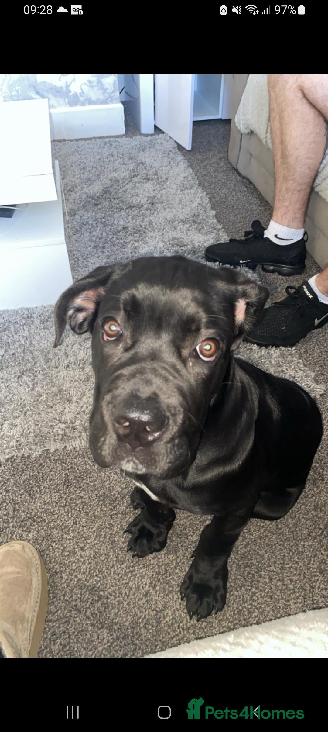 Cane Corso dogs for sale:  Gorgeous boy Cane corso  - Image 1