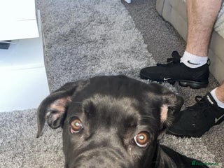 Cane Corso dogs - Advert 19