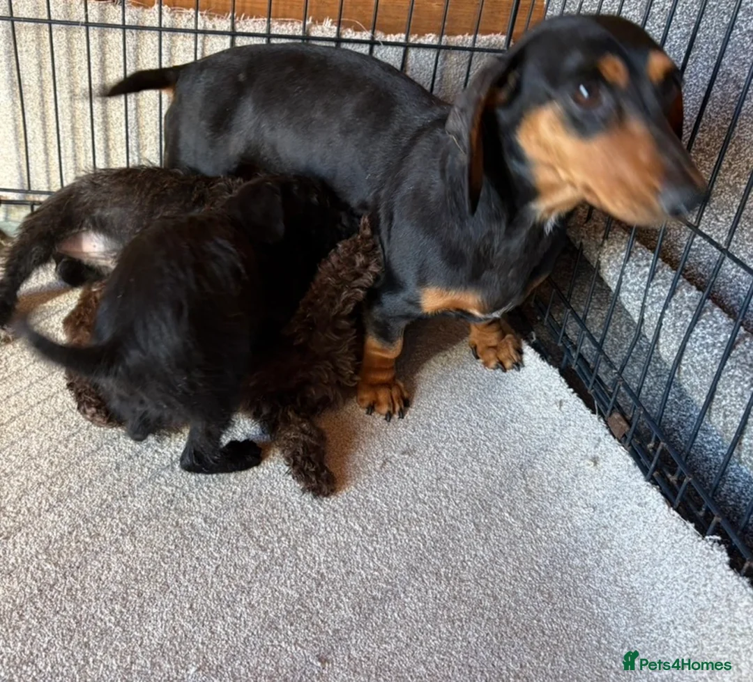 Doxiepoo dogs for sale: Doxiepoo  - Advert 2