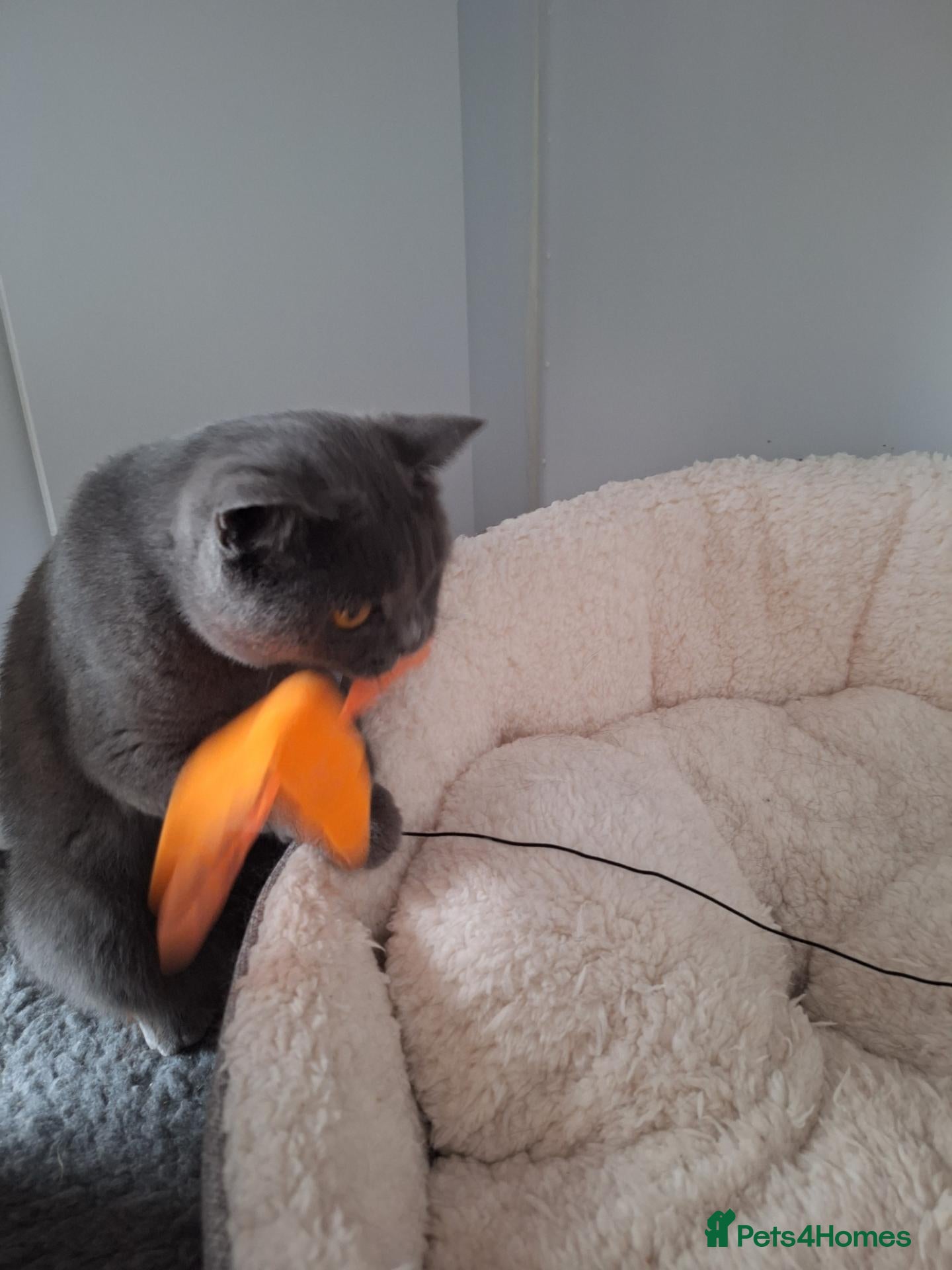 British Shorthair cats Adult British shorthair female  - Advert 2