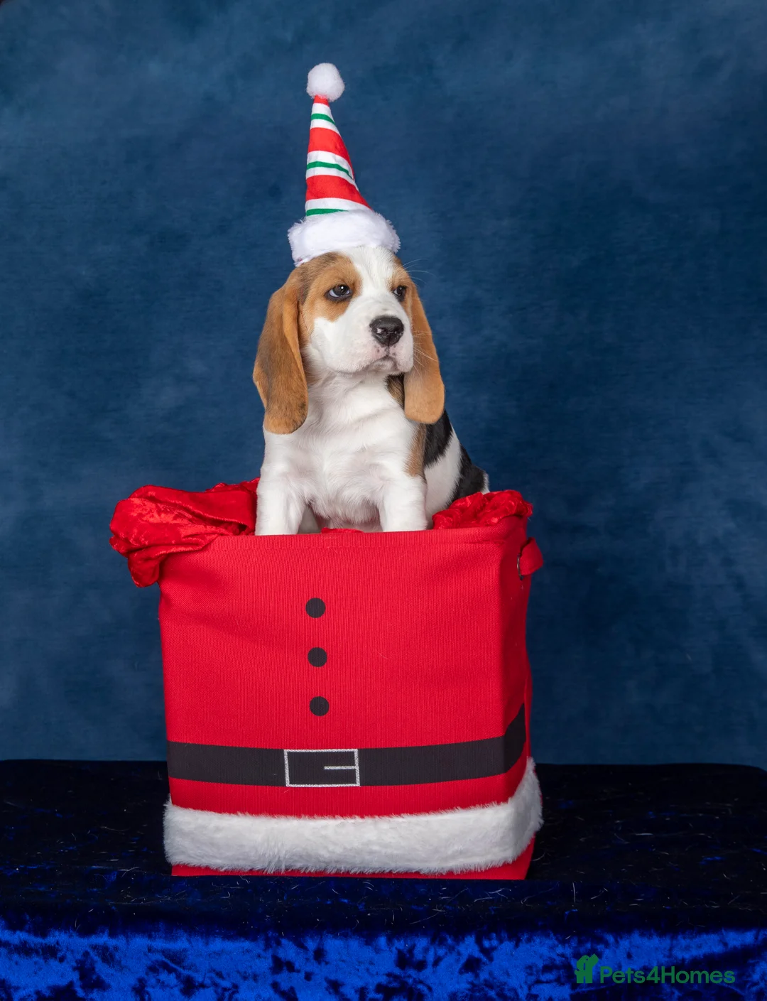 Beagle dogs for sale: CH Sired, Fully Health Tested, KC Reg, Beagle Pups - Advert 34