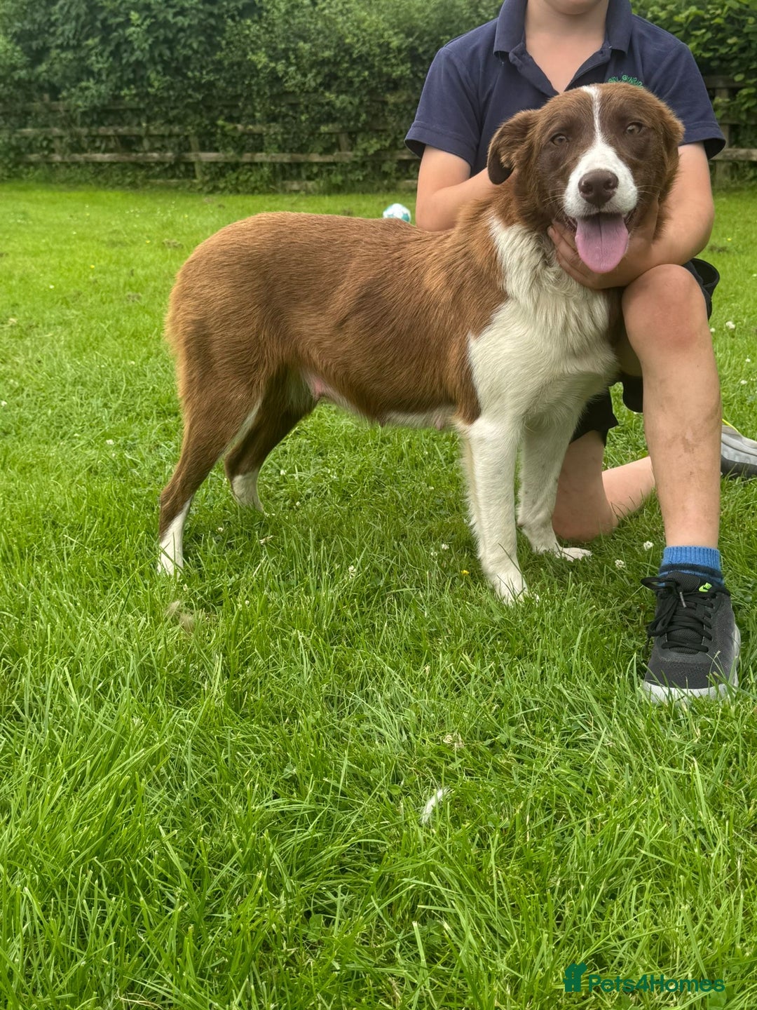 Border Collie dogs for sale: Gorgeous Sheep Dog Pups  - Image 2