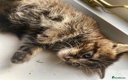 Bengal cats for sale: Five super friendly and fun kittens  - Image 9