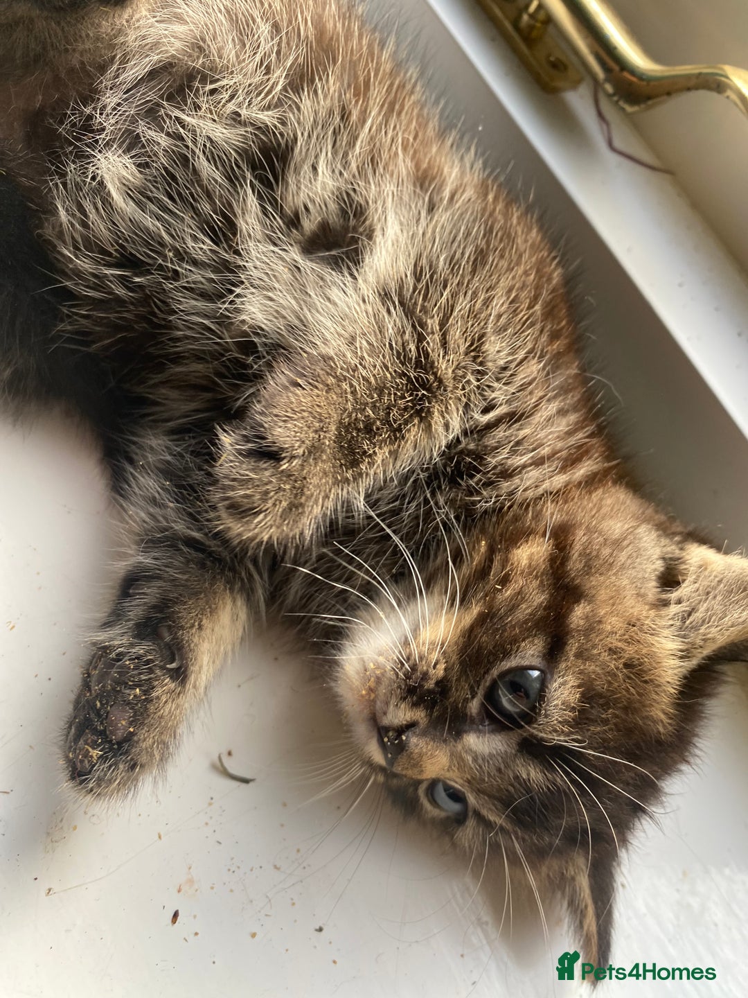 Bengal cats for sale: Five super friendly and fun kittens  - Image 9