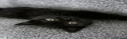 British Shorthair cats for sale: GCCF registered Black British Shorthair Kitten - Advert 9