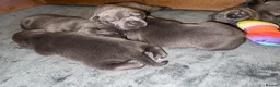 Staffordshire Bull Terrier dogs for sale: Beautiful KC reg blue puppies - Advert 7