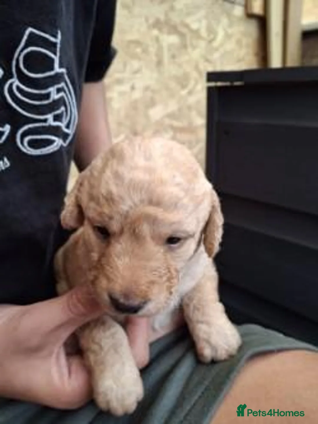 Labradoodle dogs for sale: Beautiful Labradoodle Puppies Available  in Matlock - Advert 1