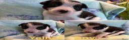 Border Collie dogs for sale: Boarder Collie puppies looking for active homes in Worcester - Advert 17