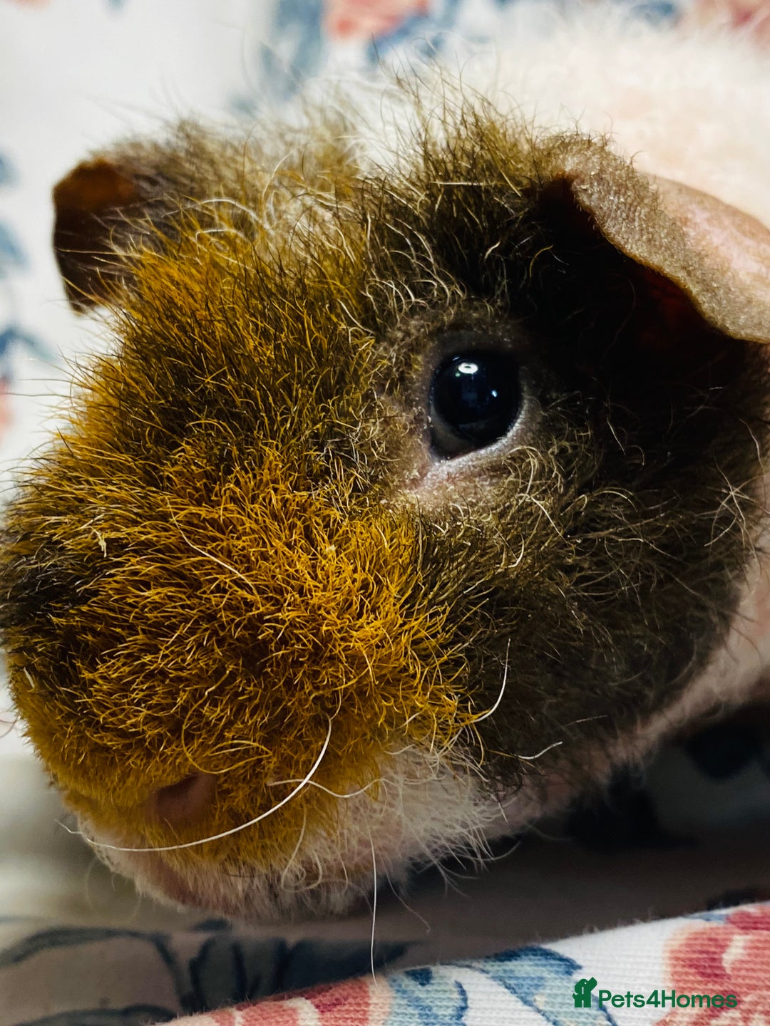 Guinea Pig rodents for sale: Skinny pig and werewolf pair of boys - Advert 4