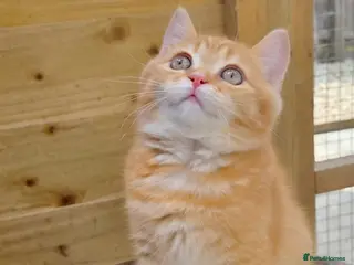 British Shorthair cats 🧡🧸 1 British Tabby Cutie SH 🍬🧡 - Advert 18