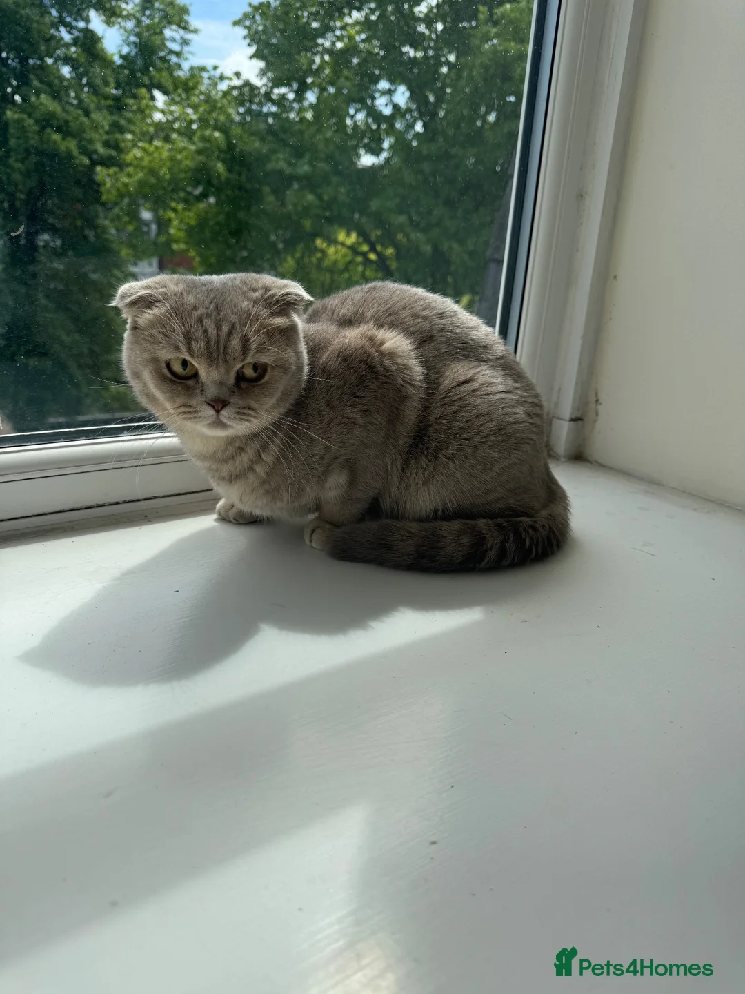 Scottish Fold cats for sale: Scottish Fold Cat in Northampton - Advert 2