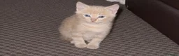 Mixed Breed cats for sale: Kittens for sale  - Advert 4