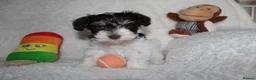 Miniature Schnauzer dogs for sale: KC Reg Chocolate Parti/Wheaten Miniature Schnauzer - Advert 15