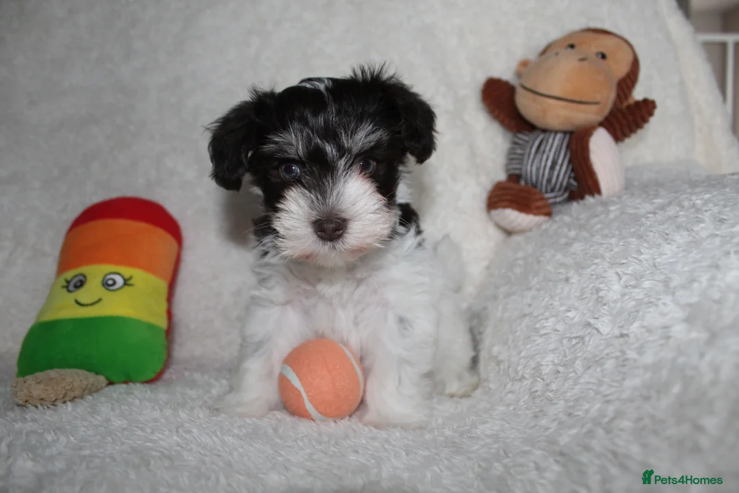 Miniature Schnauzer dogs for sale: KC Reg Chocolate Parti/Wheaten Miniature Schnauzer - Advert 15
