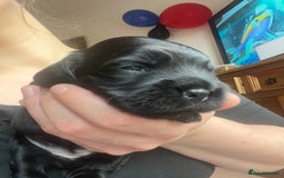 Cockapoo dogs for sale: Cockapoo X Coker spaniel  - Image 10