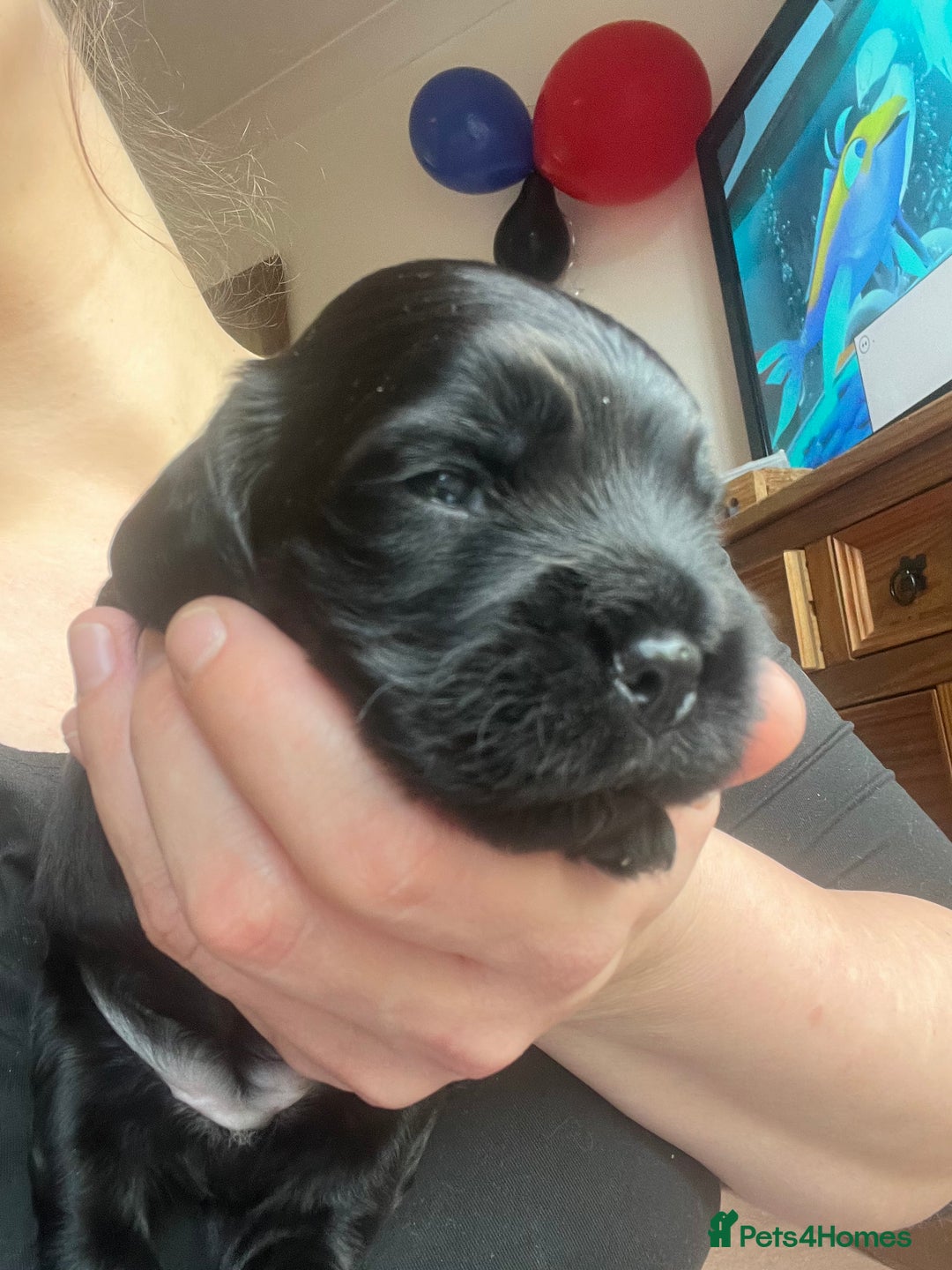 Cockapoo dogs for sale: Cockapoo X Coker spaniel  - Image 10