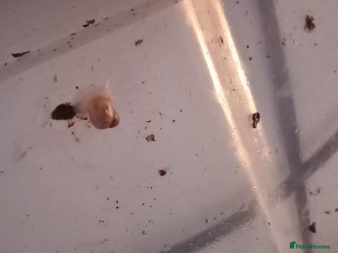 Snails invertebrates for sale: Baby giant African land snails Fulica  - Advert 6