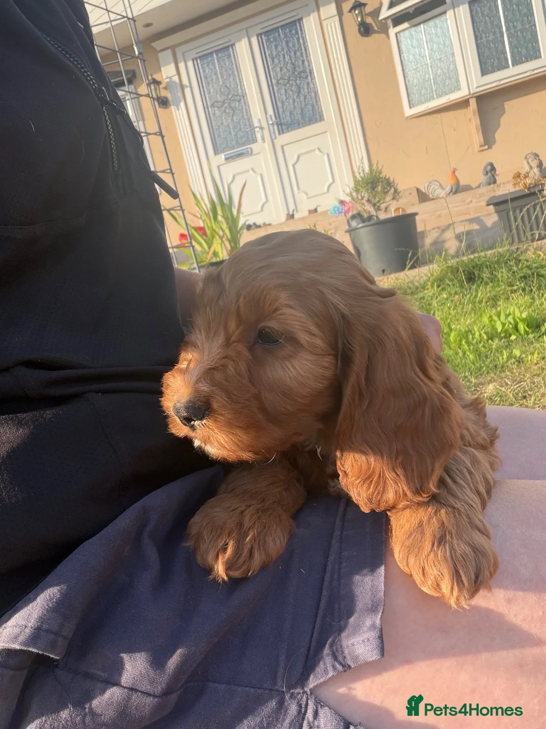 Cockapoo dogs for sale: Cockapoo pups - Advert 20