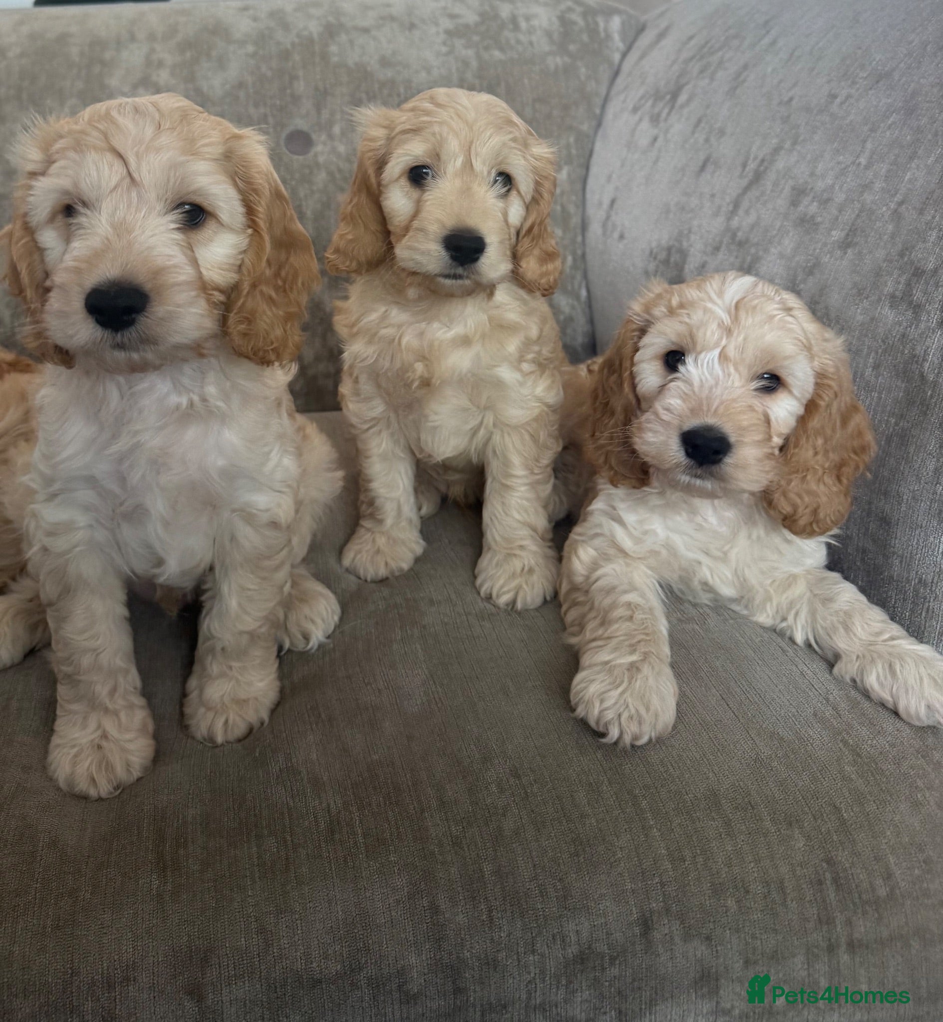 Cockapoo dogs Cockerpoo F1B male puppies for sale  - Advert 15