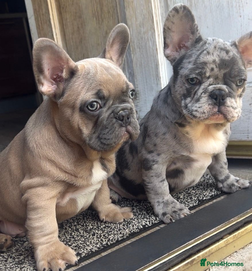 French Bulldog dogs FRENCH BULLDOG PUPS  - Advert 9