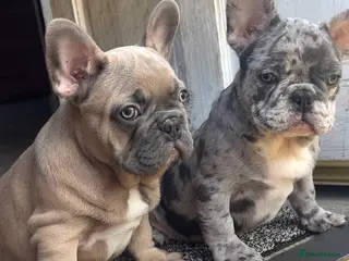 French Bulldog dogs FRENCH BULLDOG PUPS - Advert 9