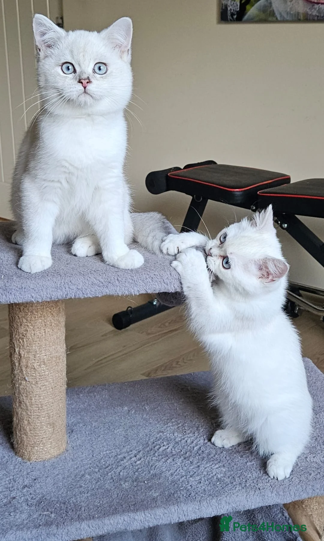 British Shorthair cats for sale: ✨Outstanding Quality British Shorthair Kittens✨ - Advert 5