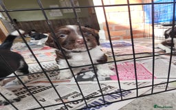English Springer Spaniel dogs for sale: KC Registered ESS Pups *WELL MARKED* - Image 15