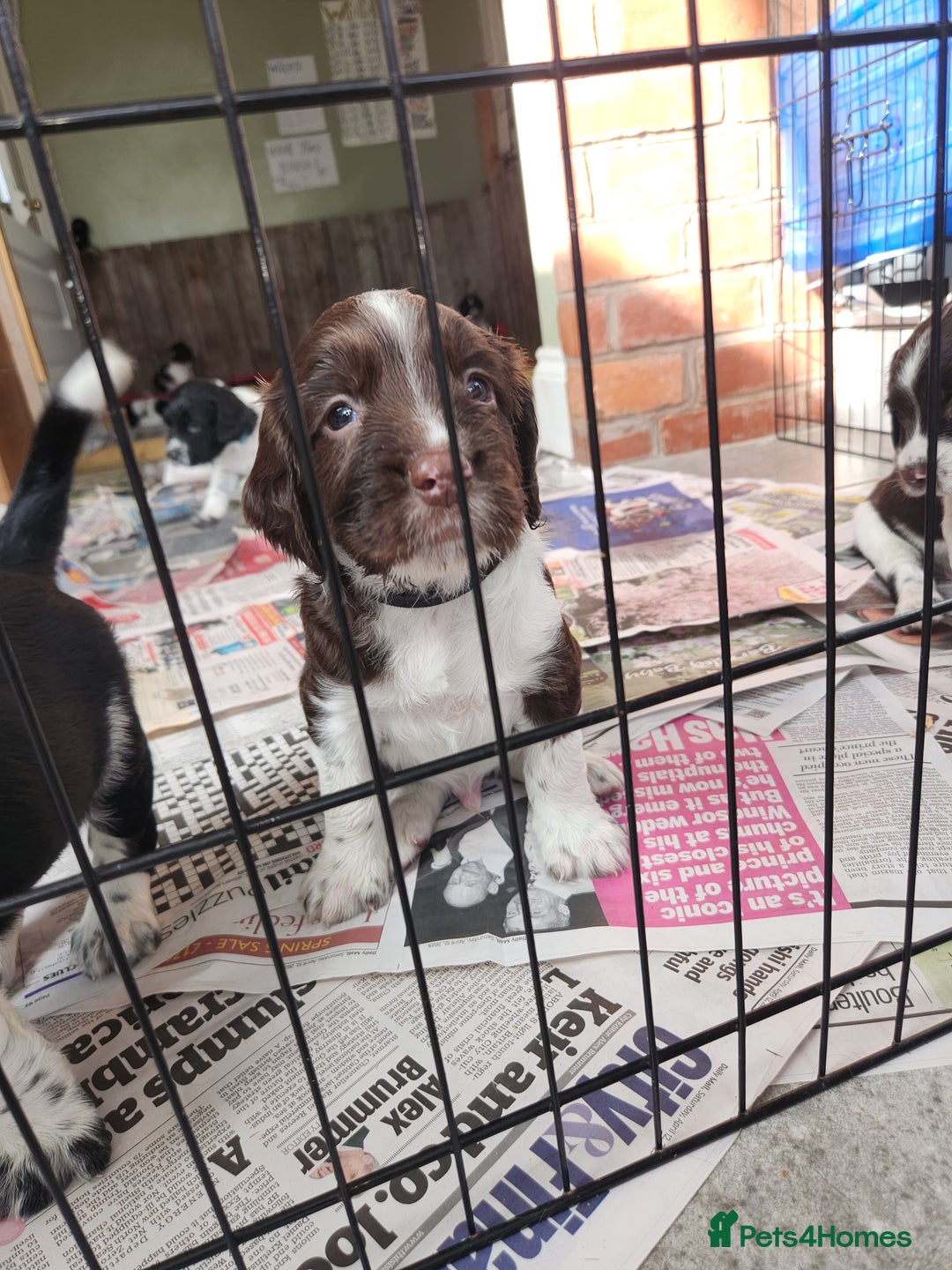 English Springer Spaniel dogs for sale: KC Registered ESS Pups *WELL MARKED* - Image 15