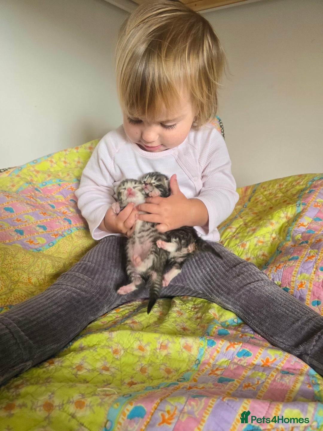 Mixed Breed cats for sale: Kittens boys mixed breed fluffy  - Image 10