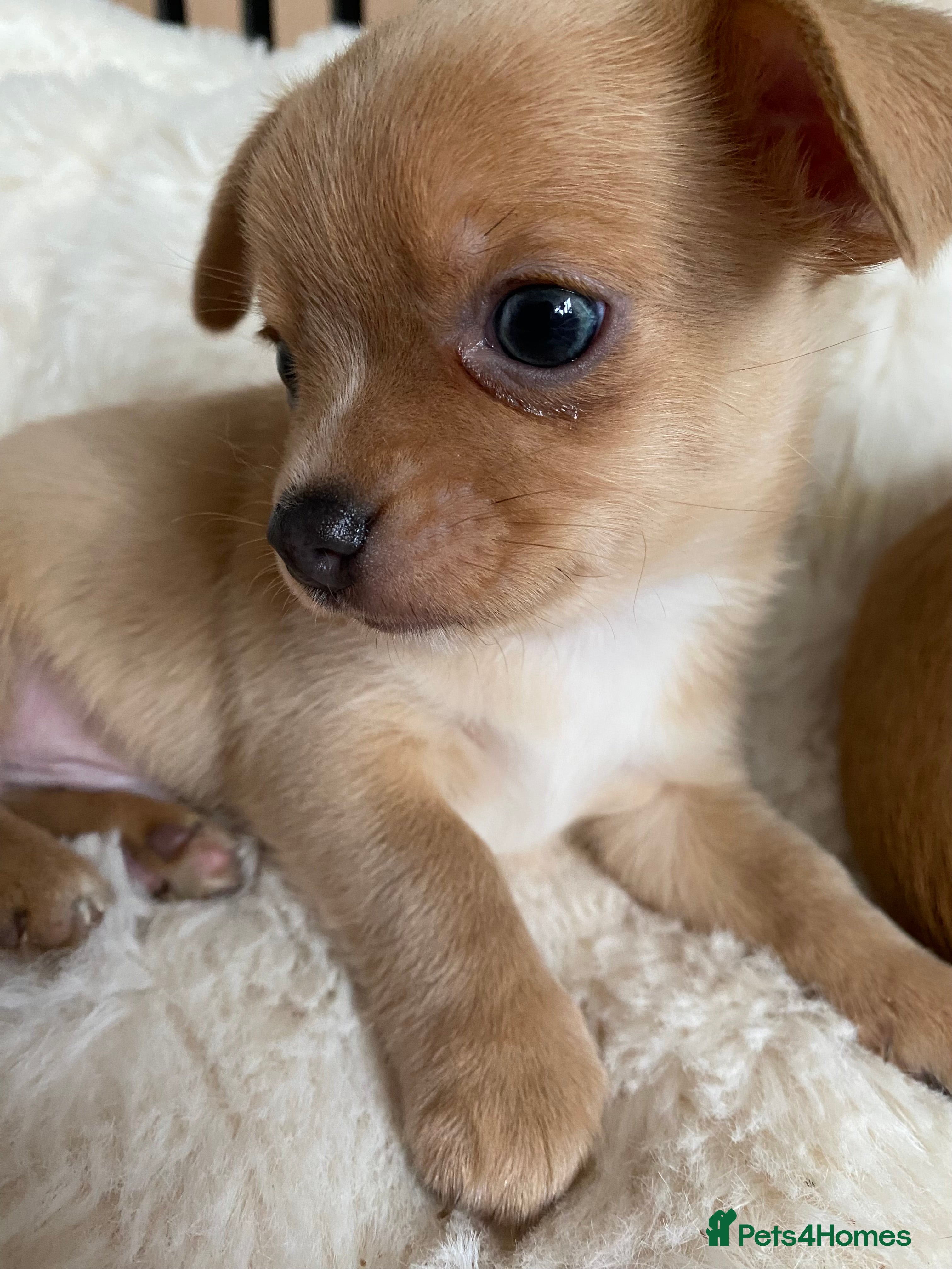 Chihuahua dogs Stunning Chihuahuas  - Advert 11