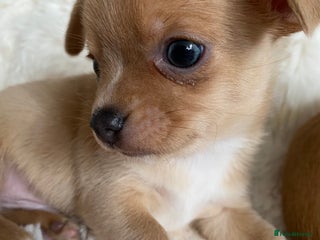 Chihuahua dogs Stunning Chihuahuas - Advert 11