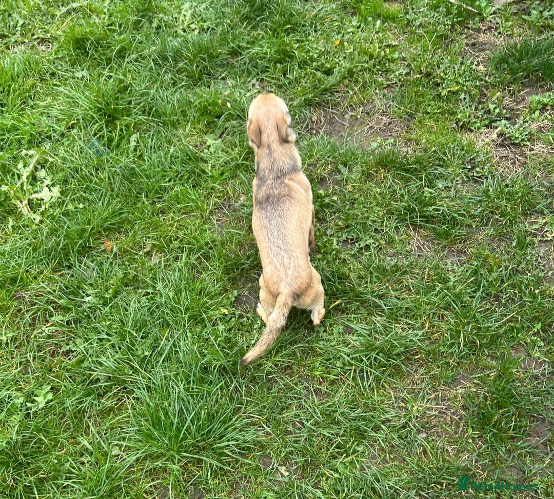 Chihuahua dogs for sale: Chihuahua x for sale 9 months old  - Advert 3