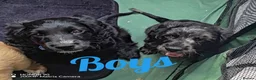 Cockapoo dogs for sale: cockapoo puppies F1 - Advert 11