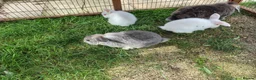 Mini Lop rabbits for sale: Mixed litter of mini lop X dwarf lops  - Advert 4