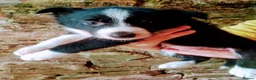 Border Collie dogs for sale: Beautiful Collie pups  - Advert 3