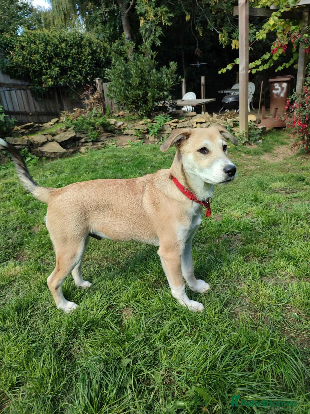 Mixed Breed dogs for adoption: Loving Simba for adoption  - Image 3