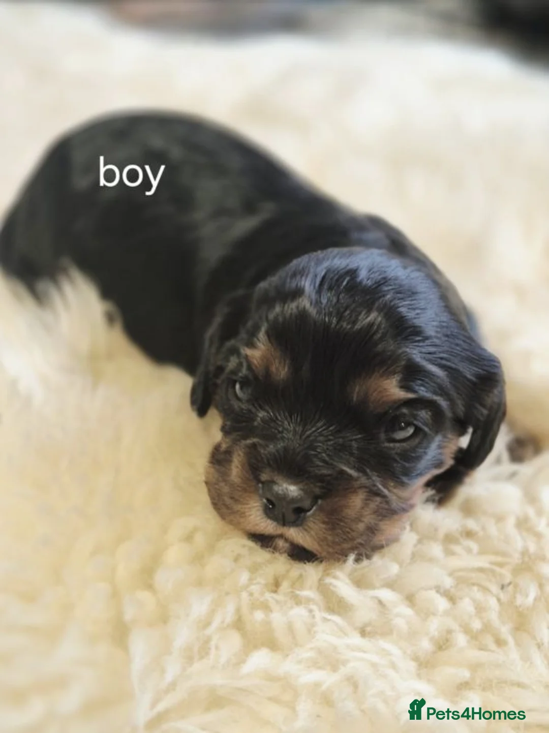 Cavalier King Charles Spaniel dogs for sale: Beautiful Cavalier King Charles Spaniel Puppies in Paignton - Advert 2