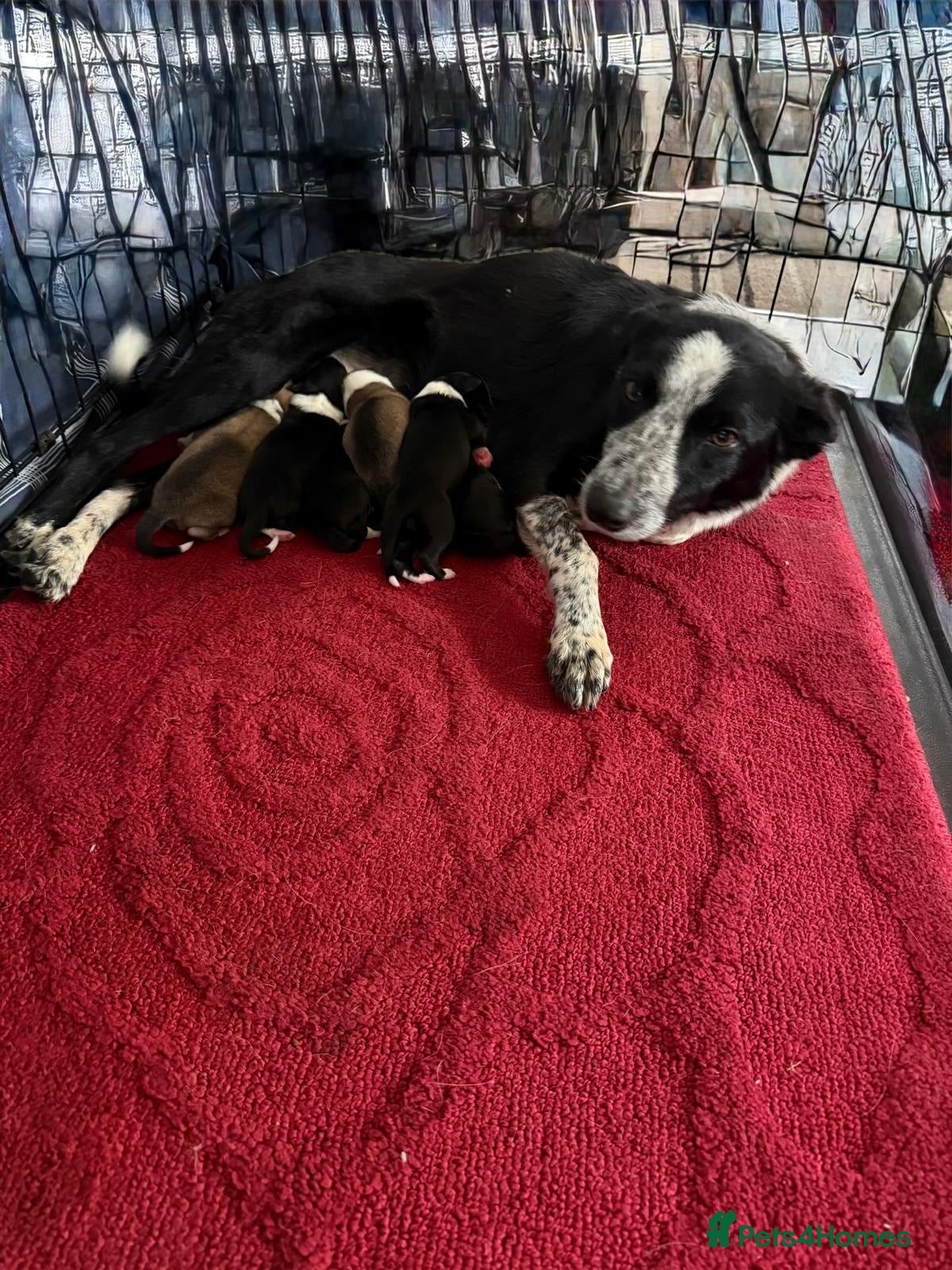 Mixed Breed dogs Stunning rough collie x border collie puppies  - Advert 1