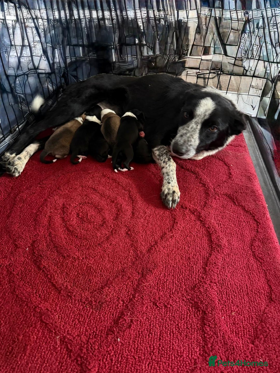 Mixed Breed dogs for sale: Stunning rough collie x border collie puppies  - Advert 1